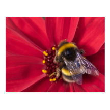 Summer Bee Postcard