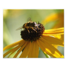 Summer Buzz Collection 10 x 8 Photographic Print