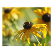 Summer Buzz Collection 1 Photo Print