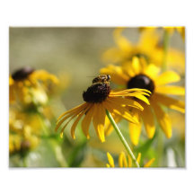 Summer Buzz Collection 2 Art Photo