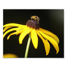 Summer Buzz Collection 4 Photographic Print