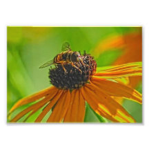 Summer Buzz Collection 7 x 5 Photographic Print