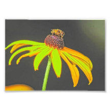 Summer Buzz Collection 7 x 5 Photographic Print