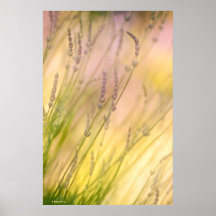 Summer Daydreams Poster