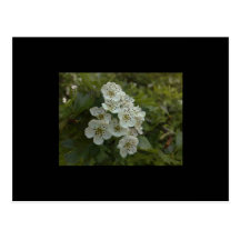 Summer flower postcard