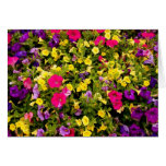 'Summer Jewels' Blank Note Card