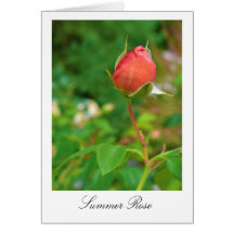 Summer Peach Rose Bud Card