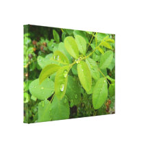Summer Rain on Plants Gallery Wrap Canvas