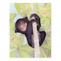Sun Bear Cub Postcard