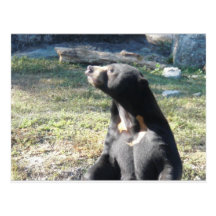Sun Bear Post Card