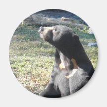 Sun Bear Refrigerator Magnets