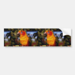 Sun conure bumper stickers