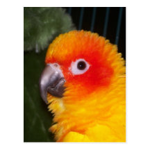 Sun Conure Post Cards