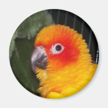 sun conure refrigerator magnet