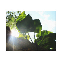 Sun Flare Stretched Canvas Prints