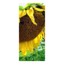 sun flower full color rack card
