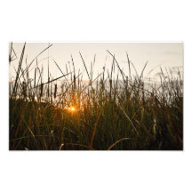 Sun grass photo