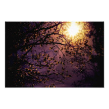 Sun Through Cherry Blossoms Photo Art