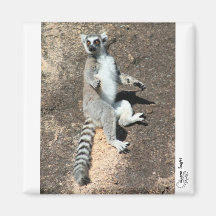 Sun worship lemur magnet