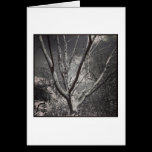 Sun Worshiping Tree cards