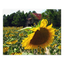 Sunflower 1 photo art