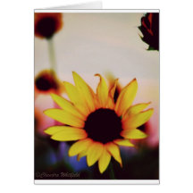 Sunflower at dusk greeting cards