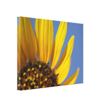 Sunflower at First Light canvas prints