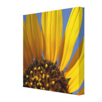 Sunflower at First Light canvas prints