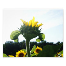 Sunflower Beginnings 10 x 8 Photographic Print