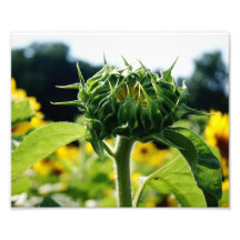 Sunflower Birth 10 x 8 Photographic Print