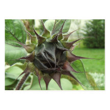Sunflower Bud ~ ATC Business Card Templates