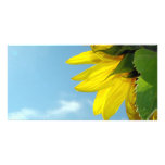 Sunflower Bug Photo Greeting Card