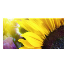 Sunflower closeup in landscape with sunshine behin picture card