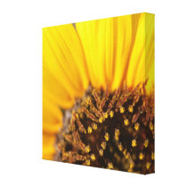 Sunflower Closeup Macro View canvas prints