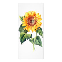 Sunflower Customized Rack Card