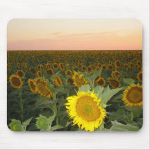 Sunflower Field Mouse Pads