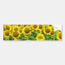 Sunflower Fields Bumper Sticker