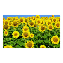 Sunflower Fields Business Card Templates
