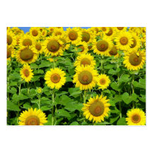 Sunflower Fields Business Card Templates