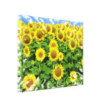 Sunflower Fields Canvas Prints