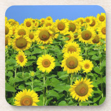Sunflower Fields Drink Coasters