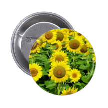 Sunflower Fields Pinback Button