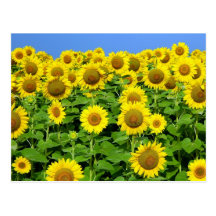 Sunflower Fields Post Cards