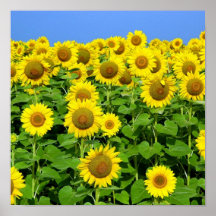 Sunflower Fields Print