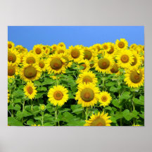 Sunflower Fields Posters