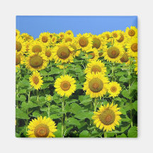 Sunflower Fields Refrigerator Magnets