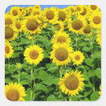 Sunflower Fields Square Sticker