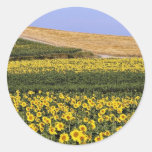 Sunflower fields, Tuscany, Italy  flowers Round Sticker