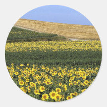 Sunflower fields, Tuscany, Italy Round Sticker