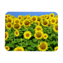 Sunflower Fields Vinyl Magnet